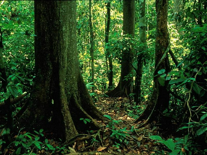 亞熱帶常綠闊葉林植被