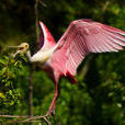 粉紅琵鷺