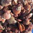 高貴海扇蛤
