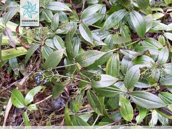 四葉茜草 四葉茜草