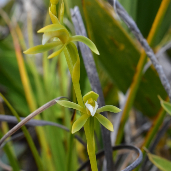 Megastylis rara
