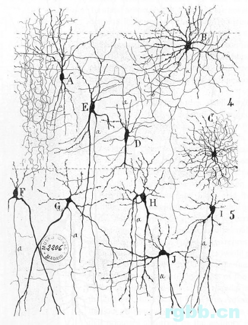 神經系統
