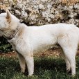 金多犬 金多犬