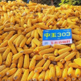 中玉303 中玉303