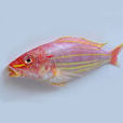 紅衫魚 紅衫魚