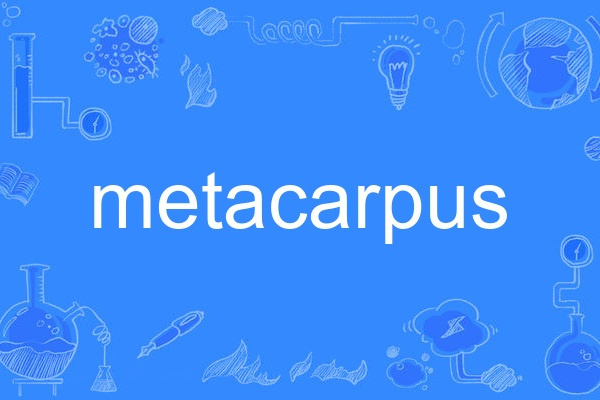 metacarpus metacarpus