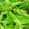 箬葉竹(筆竿竹) 箬葉竹(筆竿竹)