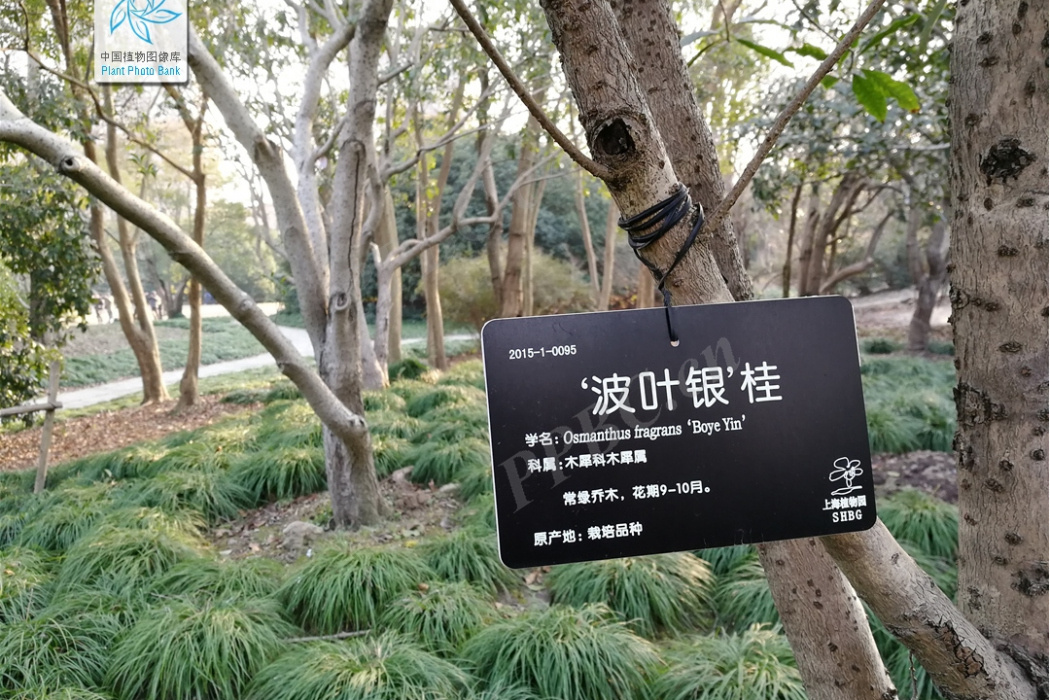 波葉銀桂 波葉銀桂