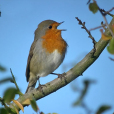 知更鳥(知更雀(鳥類名稱)) 知更鳥(知更雀(鳥類名稱))