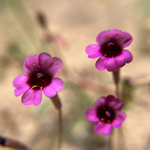 Erythranthe hardhamiae