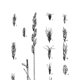 山丹雀麥 山丹雀麥