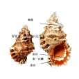 金口螺蛙 金口螺蛙