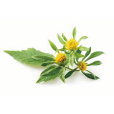 鬼針草(粘身草) 鬼針草(粘身草)