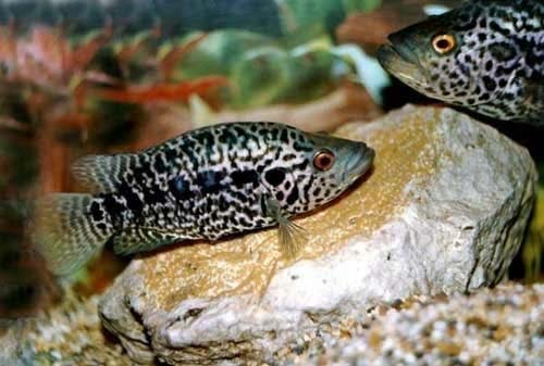 嵊泗石斑魚