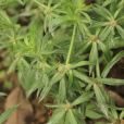 刺芹(假香荽) 刺芹(假香荽)