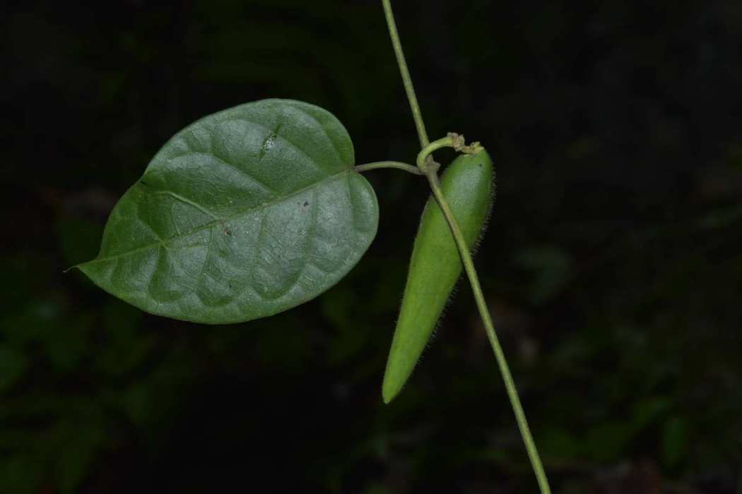 牛奶菜(夾竹桃科牛奶菜屬的植物) 牛奶菜(夾竹桃科牛奶菜屬的植物)