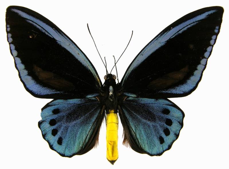 藍鳥翼鳳蝶（圖1-雄蝶-正面）