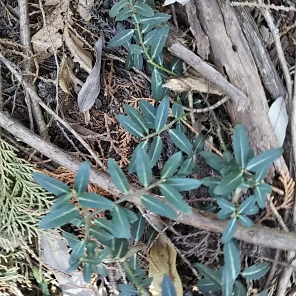 Ilex crenata