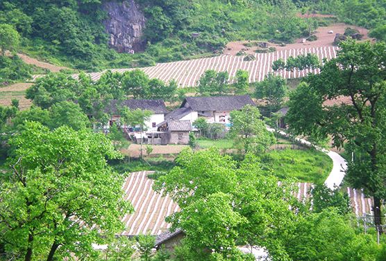 回去村 回去村