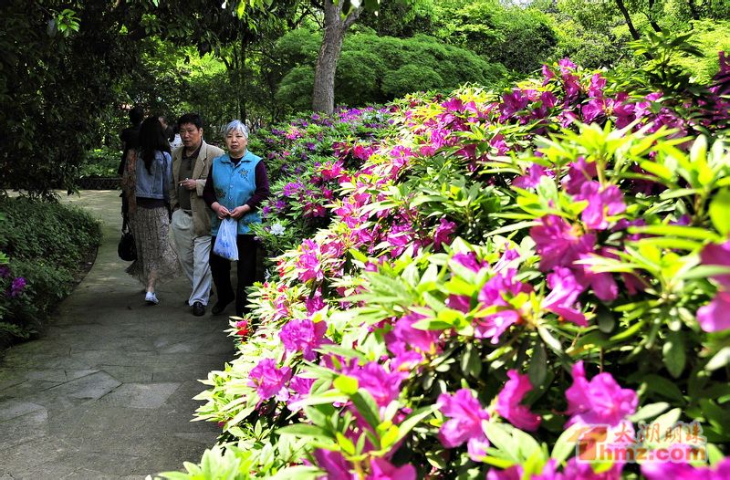 錫惠公園杜鵑花