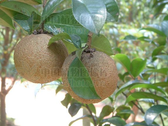 肖糙果茶 肖糙果茶