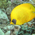 黃色蝴蝶魚(黃金蝶)