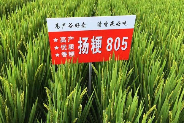 揚粳805 揚粳805
