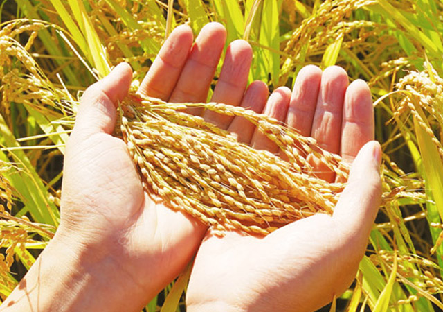 富硒米及其生產方法