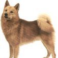 芬蘭狐狸犬