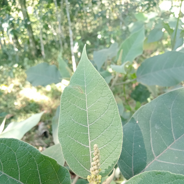 Croton xalapensis