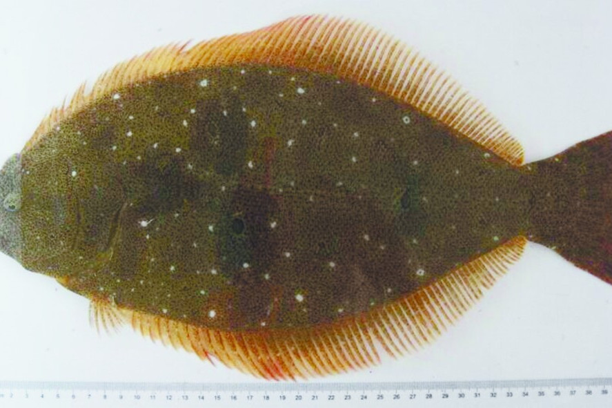 鮃優1號 鮃優1號
