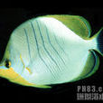 印度月光蝶(黃頭蝴蝶魚) 印度月光蝶(黃頭蝴蝶魚)