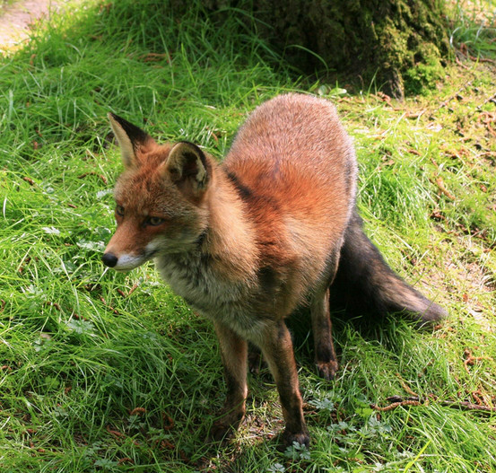 赤狐日本亞種