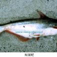 短須魚芒 短須魚芒