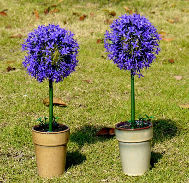 蔥頭花 蔥頭花