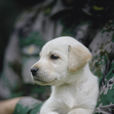 小米(電視劇《神犬奇兵》軍犬) 小米(電視劇《神犬奇兵》軍犬)