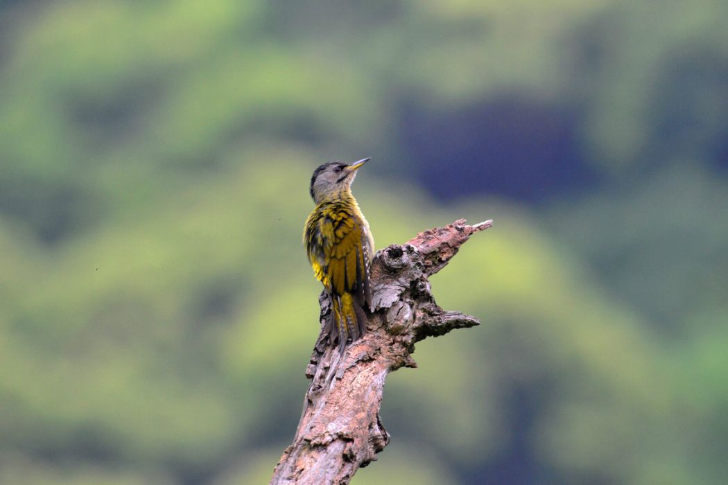 灰頭啄木鳥華南亞種