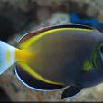 日本刺尾魚 日本刺尾魚