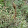 萬葉馬先蒿(輪葉馬先蒿(植物)) 萬葉馬先蒿(輪葉馬先蒿(植物))