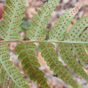 Dryopteris clintoniana