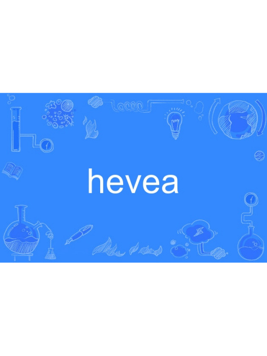 hevea hevea