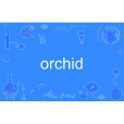 orchid orchid
