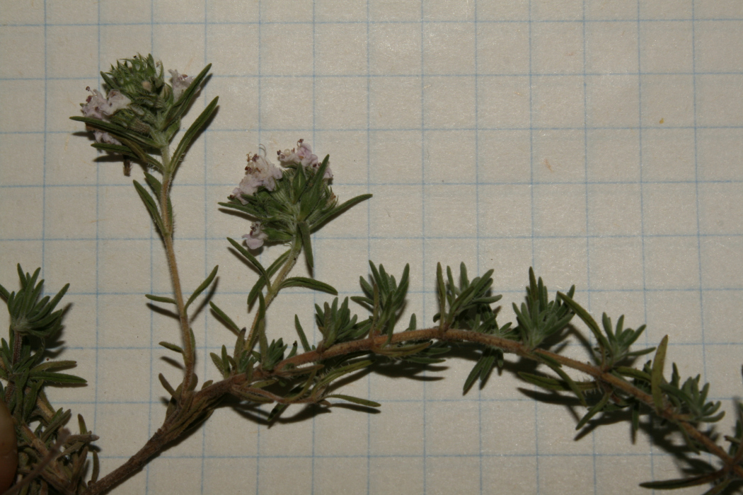 Thymus algeriensis Thymus algeriensis