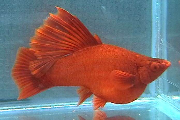 高鰭異錦魚 高鰭異錦魚