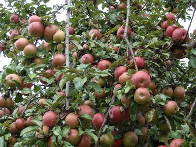 桌布村蘋果種植