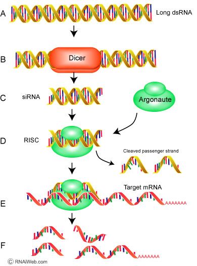 小核RNA