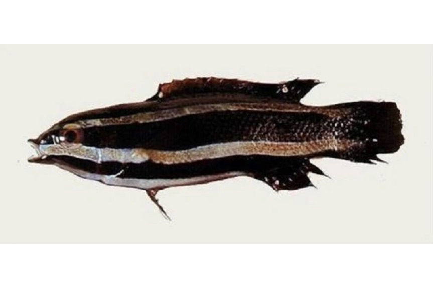 胸斑褶唇魚 胸斑褶唇魚