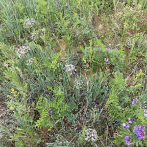 Allium senescens
