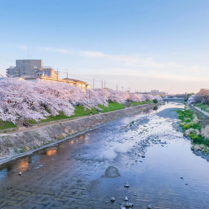 京都市(京都（日本京都市）)