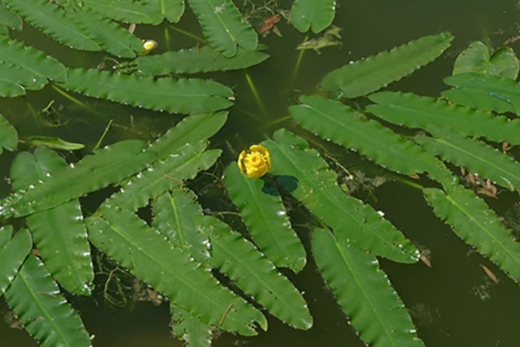 箭葉萍蓬草